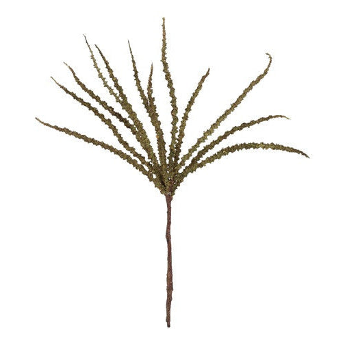 Trachycarpus - grøn