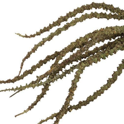 Trachycarpus - grøn