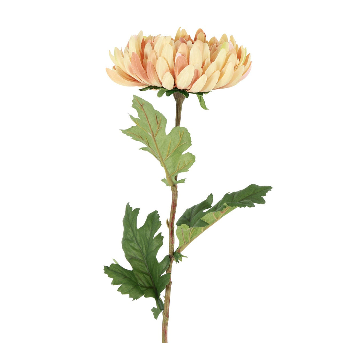 Chrysanthemum - brændt sand