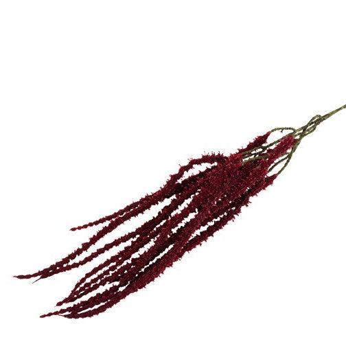 Amaranthus - bordeaux