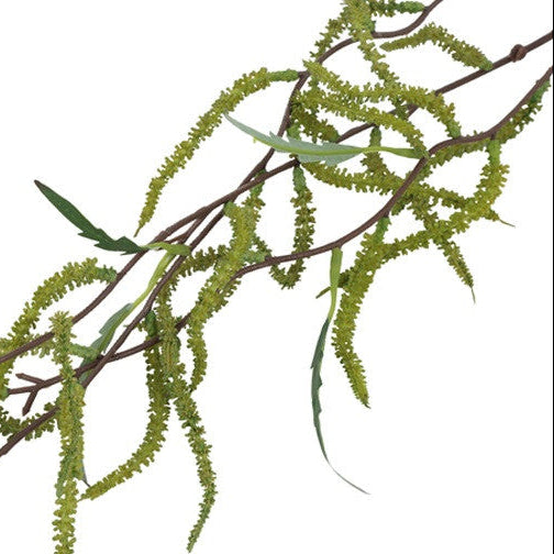 Amaranthus - grøn