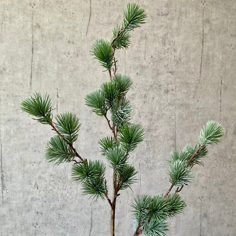 Cedergran - støvet grågrøn