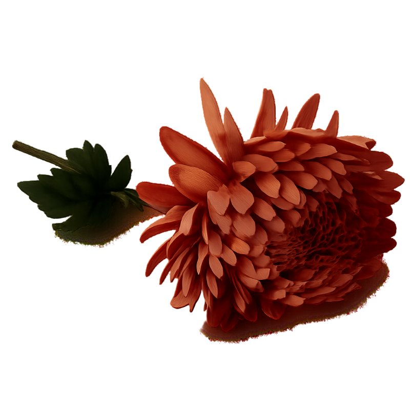 Chrysanthemum gammelrosa uden baggrund