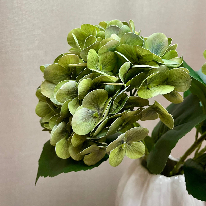 Nærbillede af den grønne hortensias mange små blomster