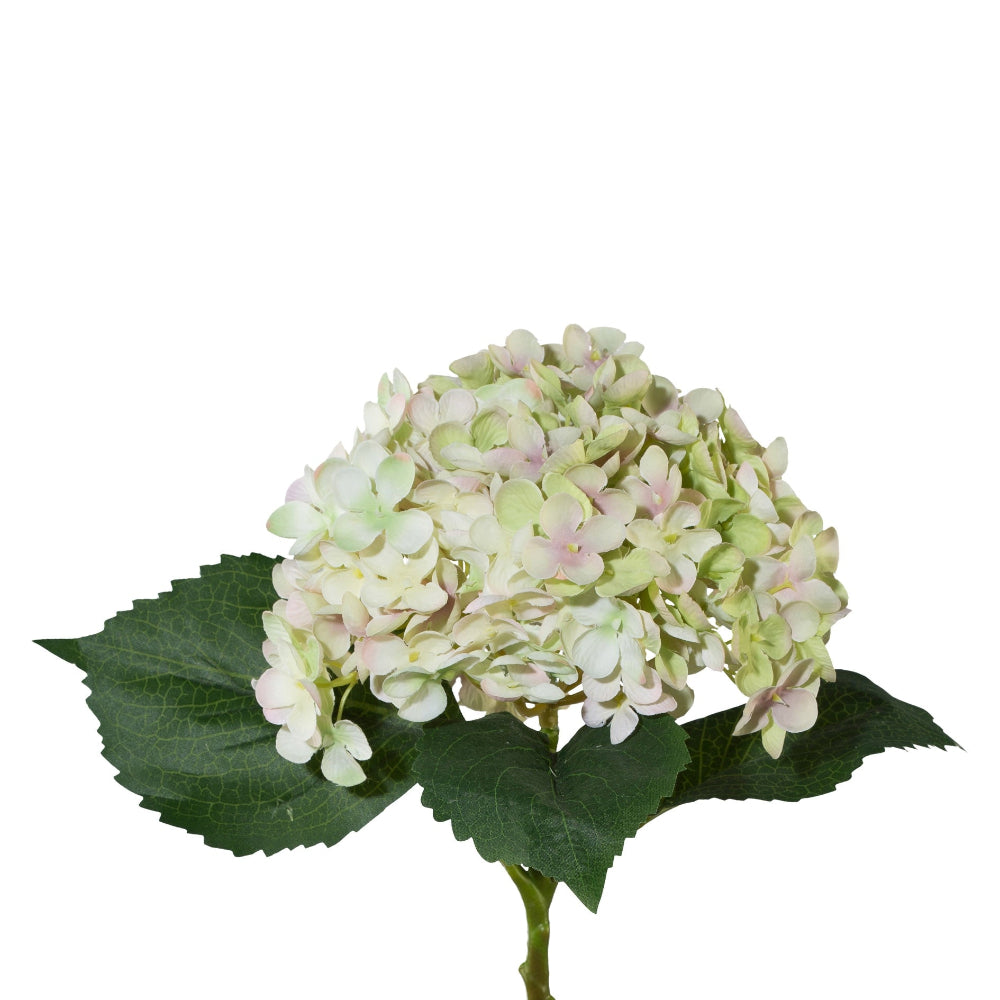Hortensia grøn/lysrosa