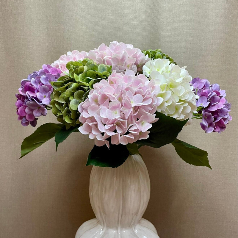 Hortensia - hvid