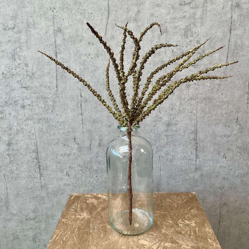 Trachycarpus - grøn