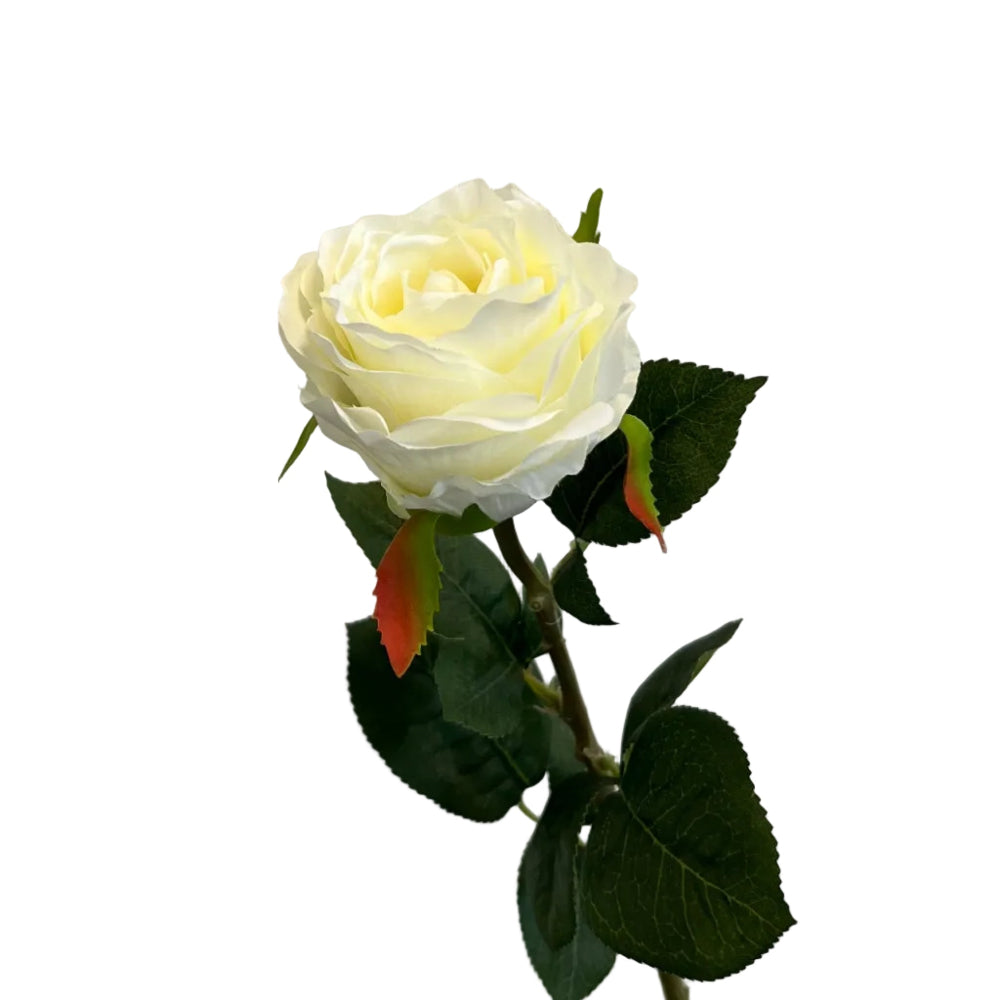 Rose - hvid