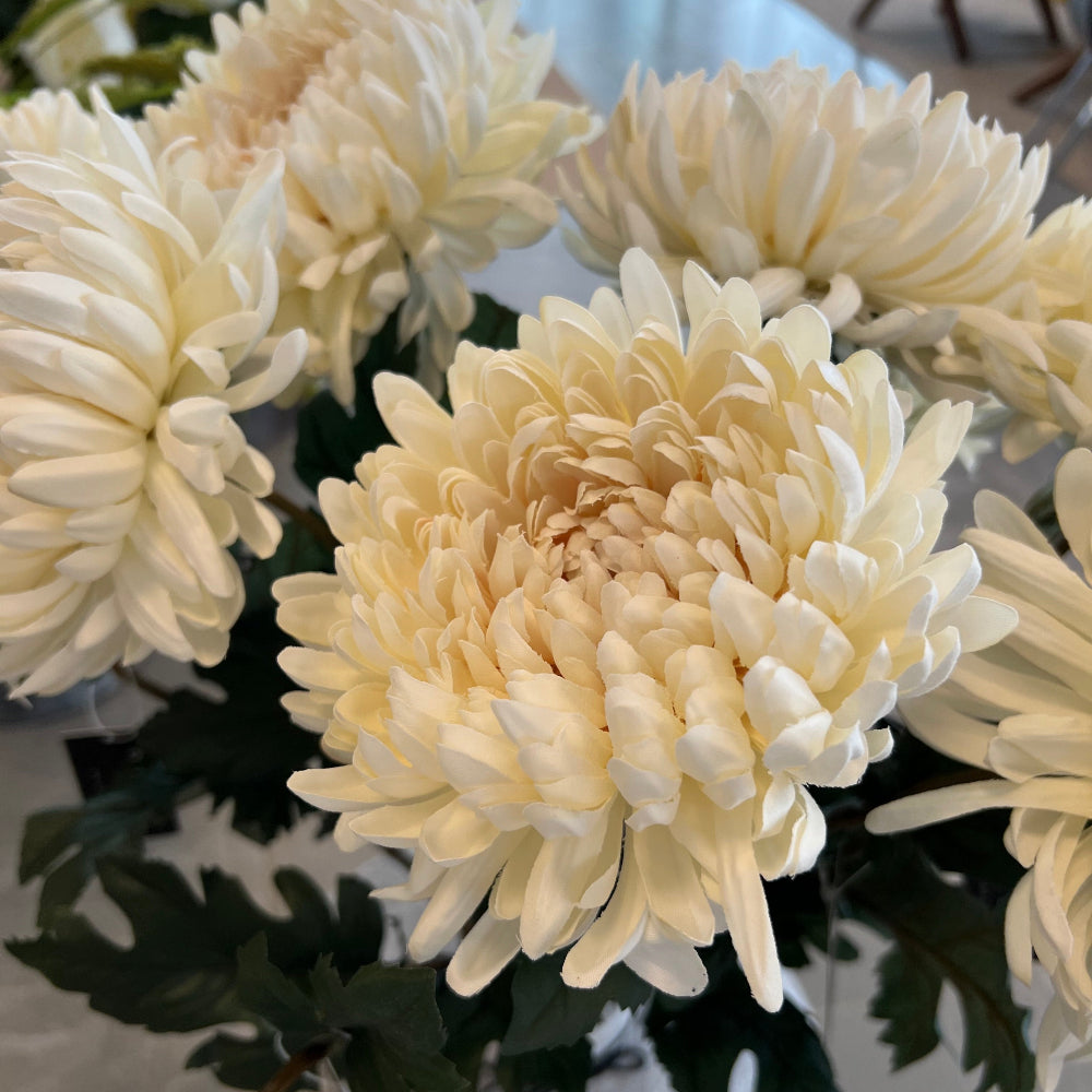 Chrysanthemum - creme