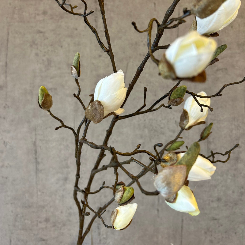 Nærbillede af magnoliagrenens hvide knopper