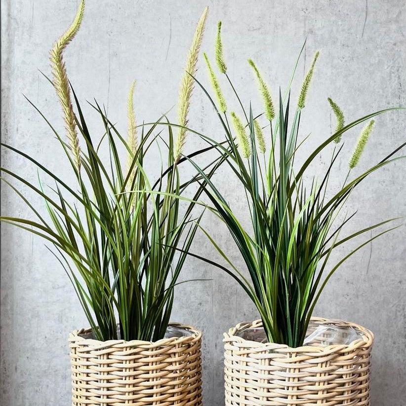 Miscanthus græs 75 cm