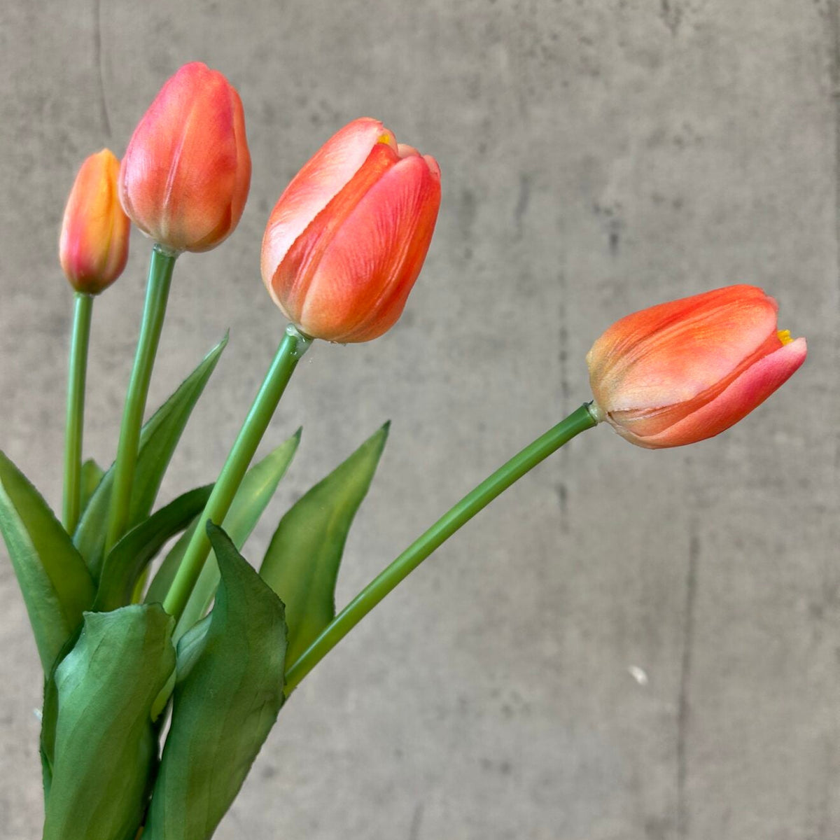 Nærbillede af tulipanhoveder i peach med varierende nuancer