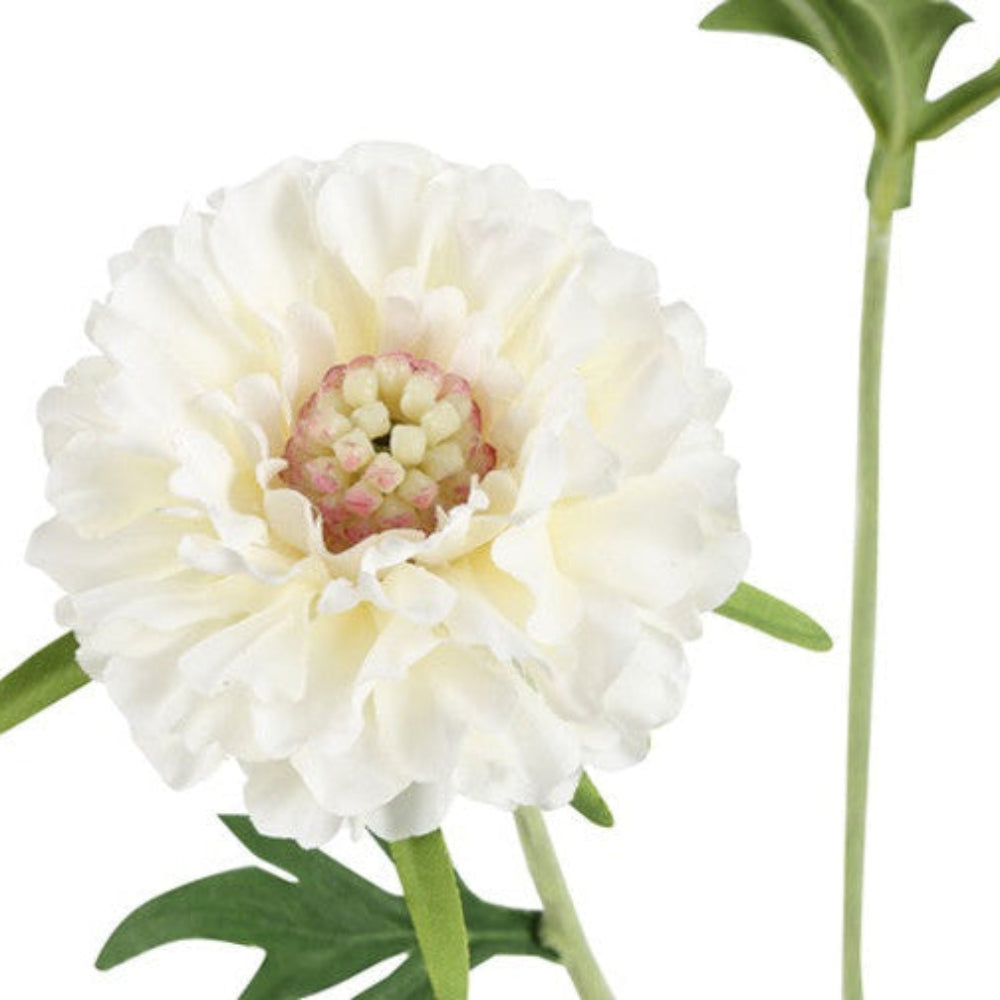 Nærbillede af skabiosegrenens ene hvide blomst