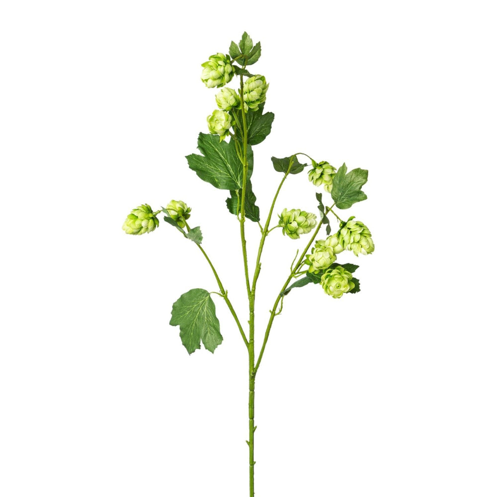 Humle gren - grøn