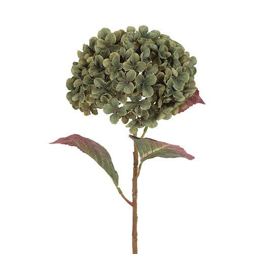 Hortensia - grøn