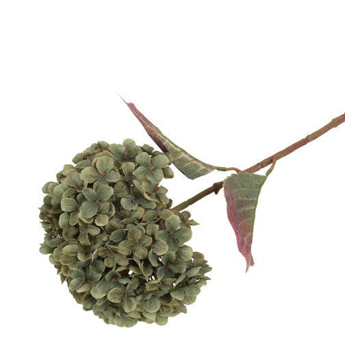 Hortensia - grøn