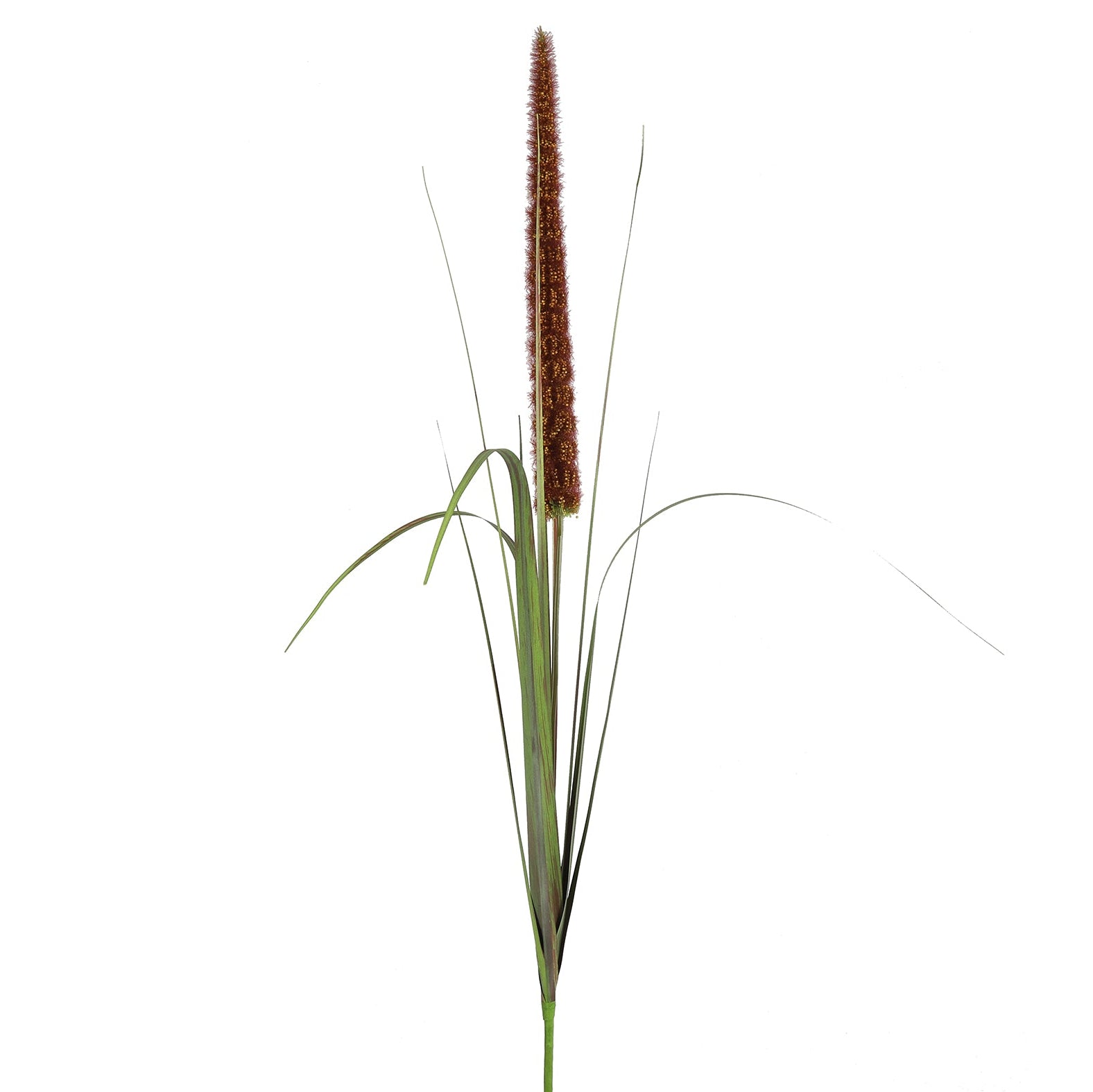 Alopecurus grøn/brun græs