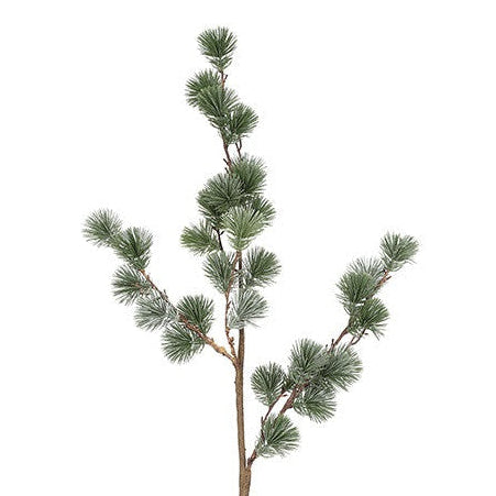 Cedergran - støvet grågrøn