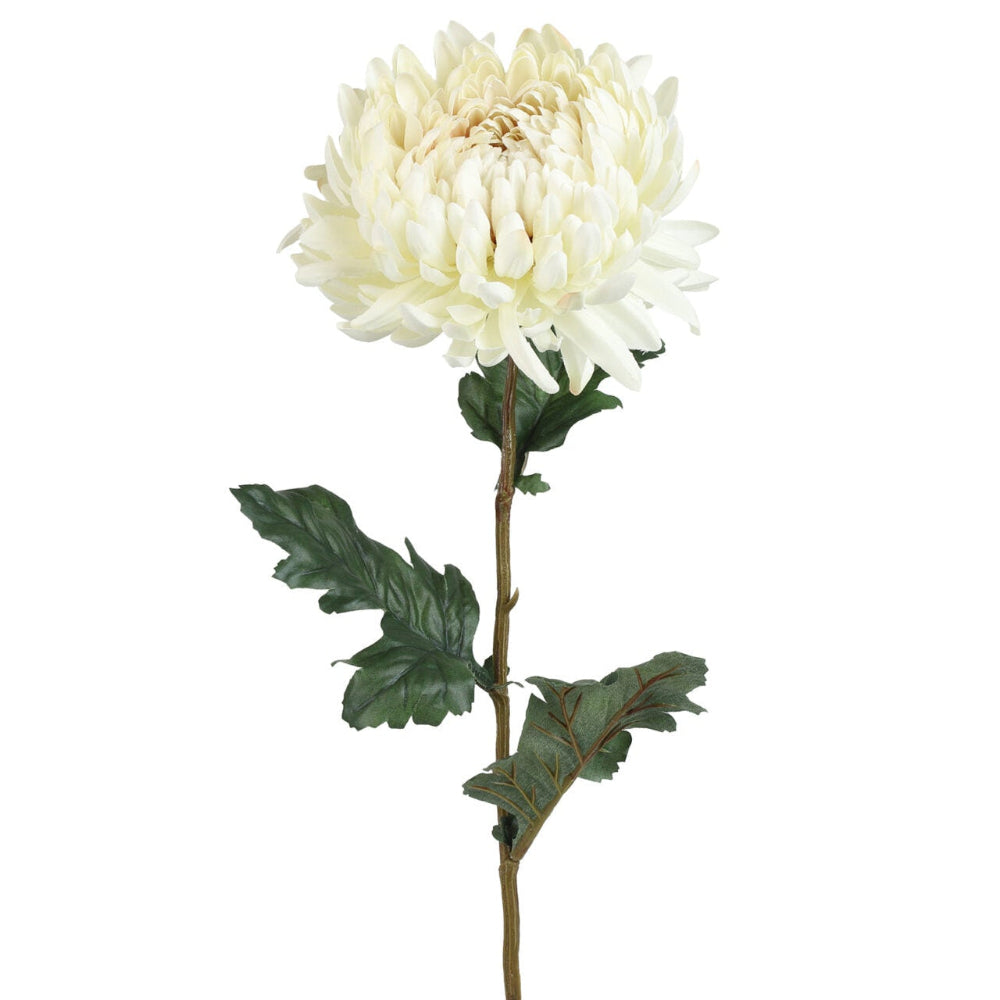Chrysanthemum - creme