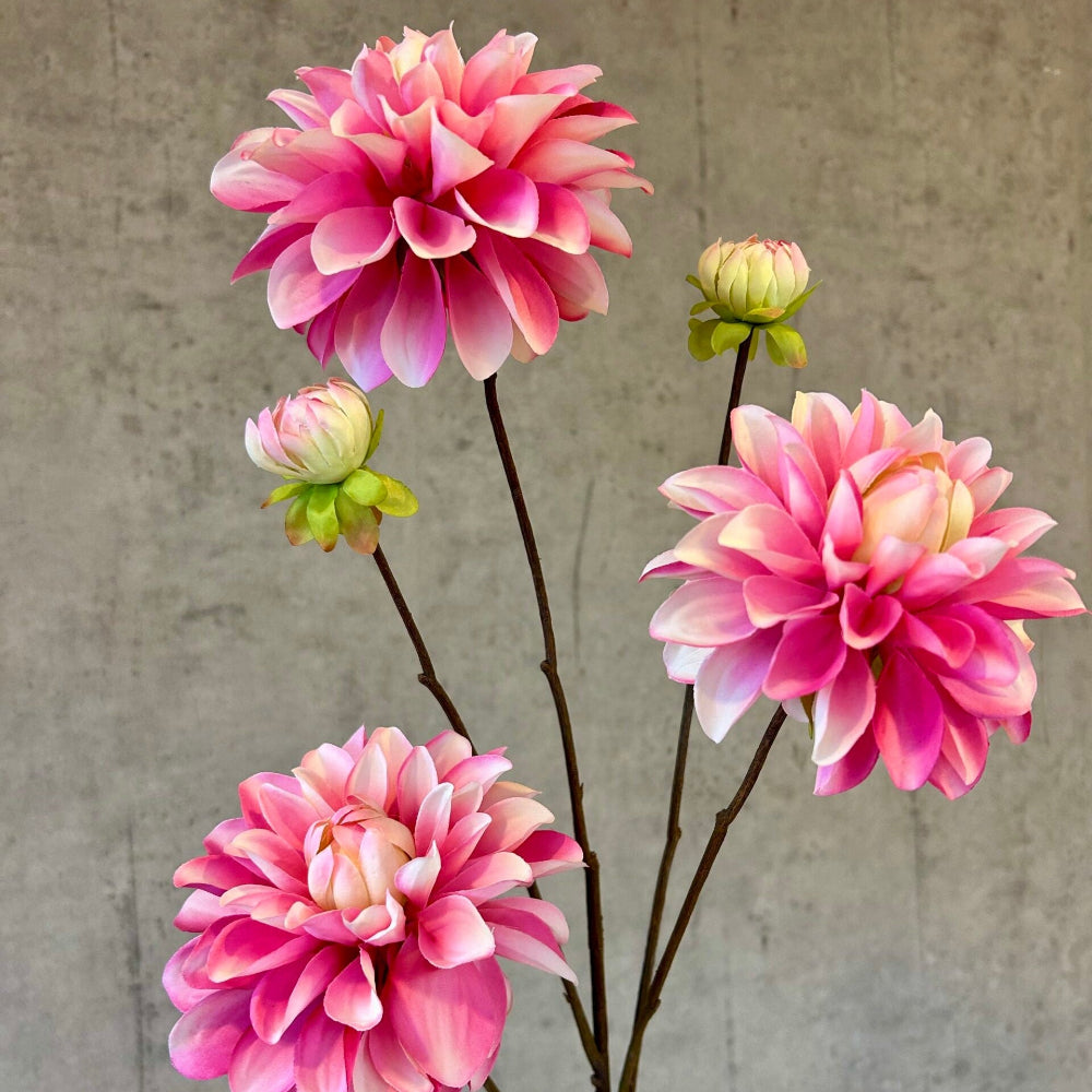 Dahlia gren - pink