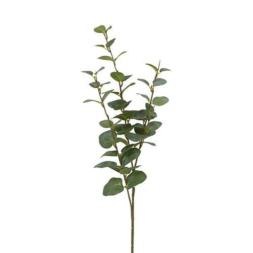 Eucalyptus