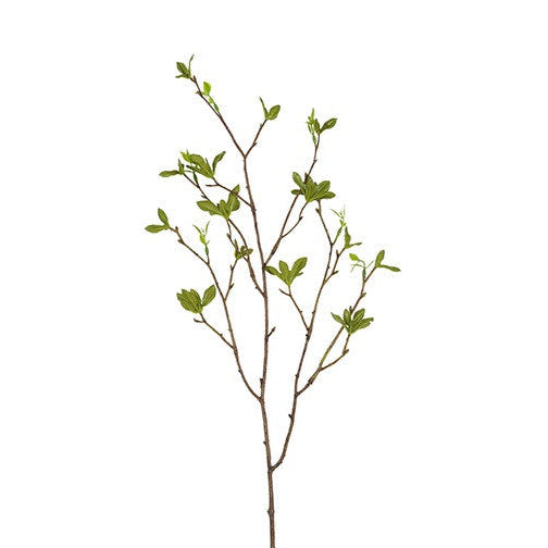 Gren med grønne blade