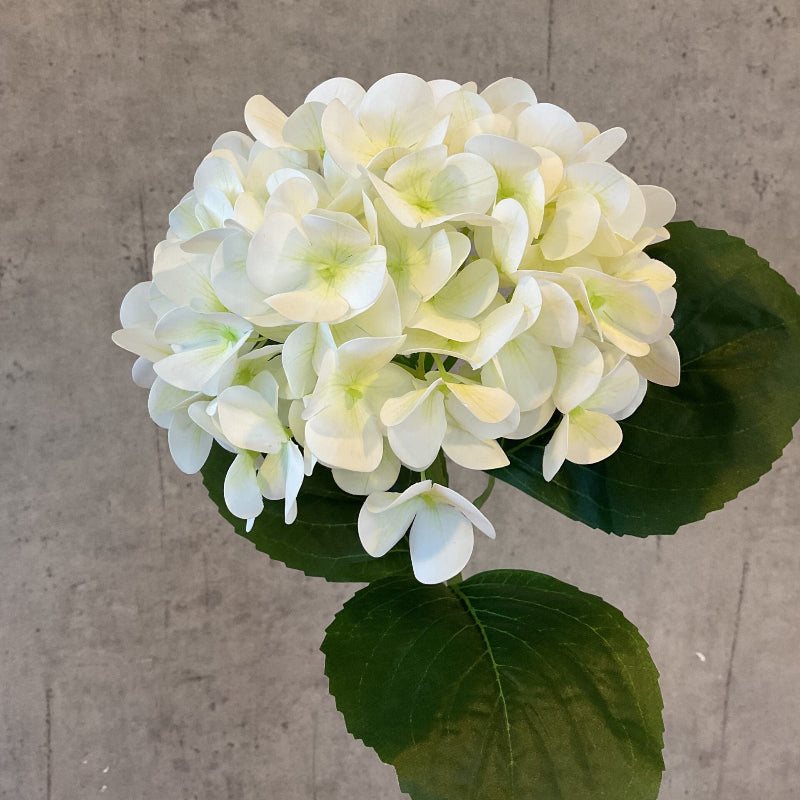 Nærbillede af den hvide hortensias mange små blomster