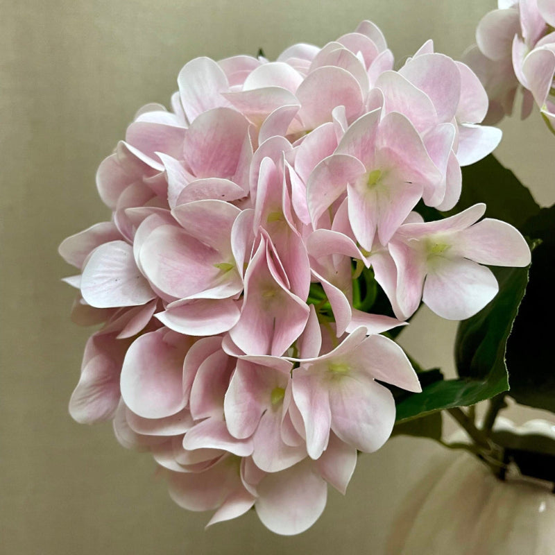 Nærbillede af den lyse rosa hortensias små blomster med nuancer fra hvid til rosa