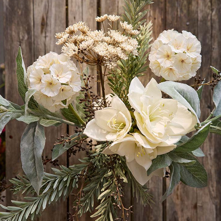 Cremehvide amaryllis samlet i buket