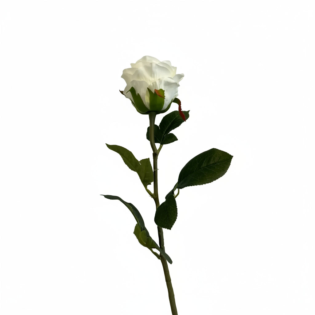 Rose - hvid
