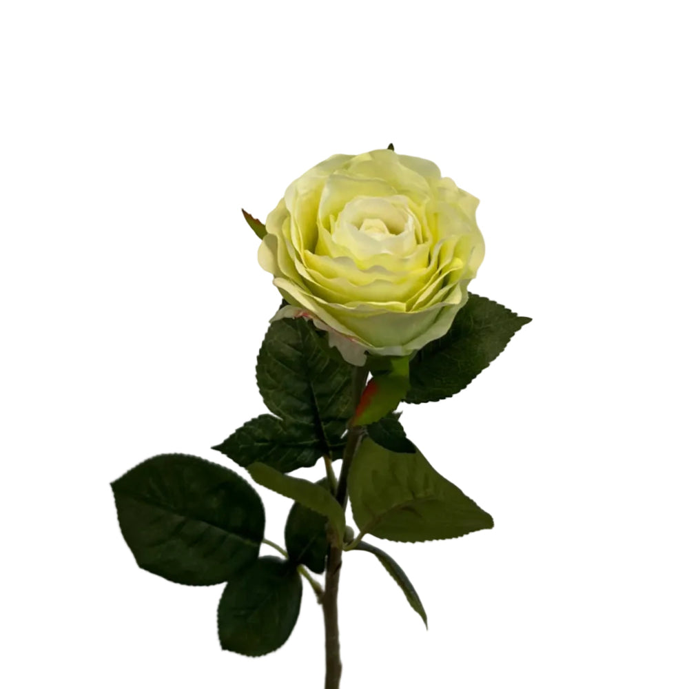 Rose - lime