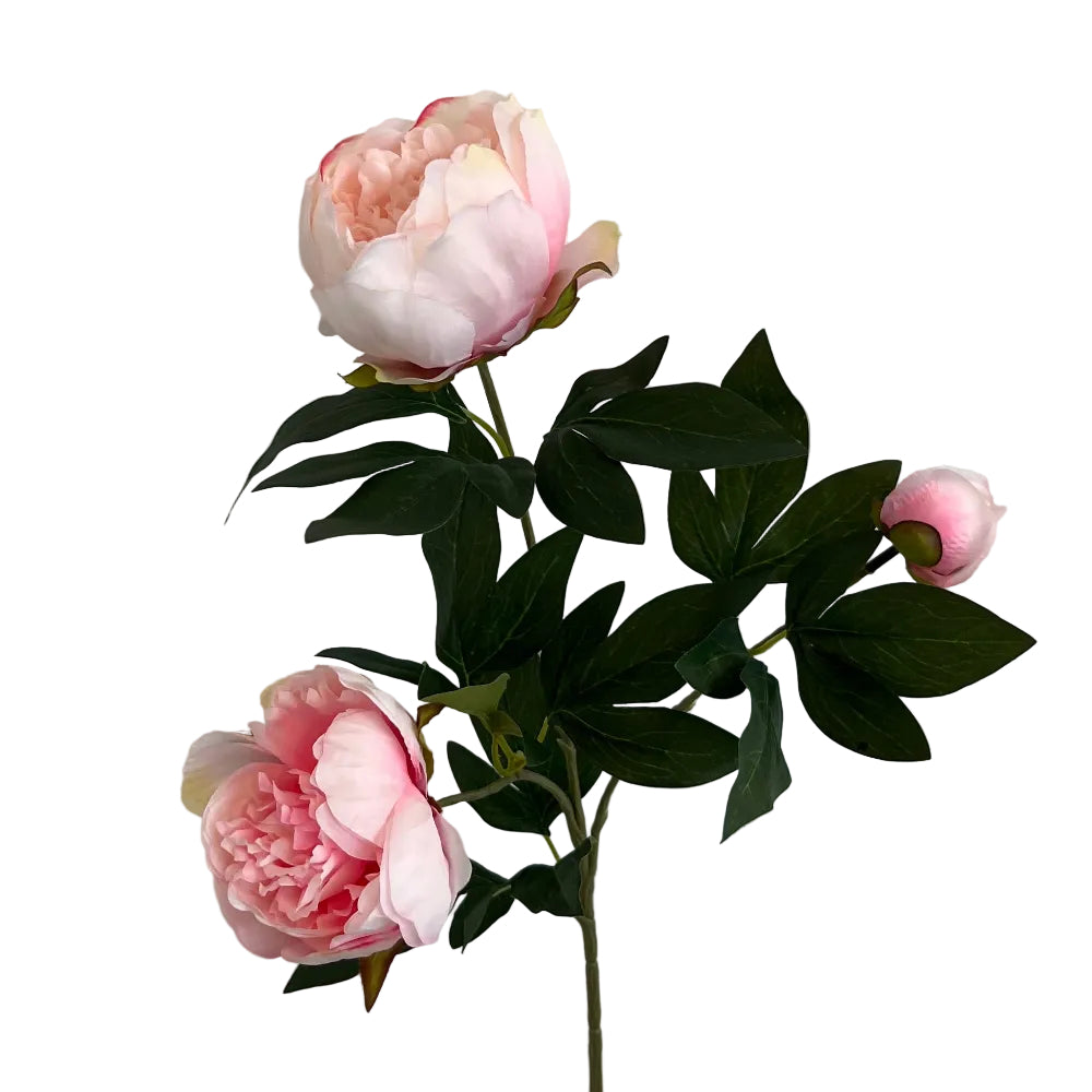 Pæon - rosa