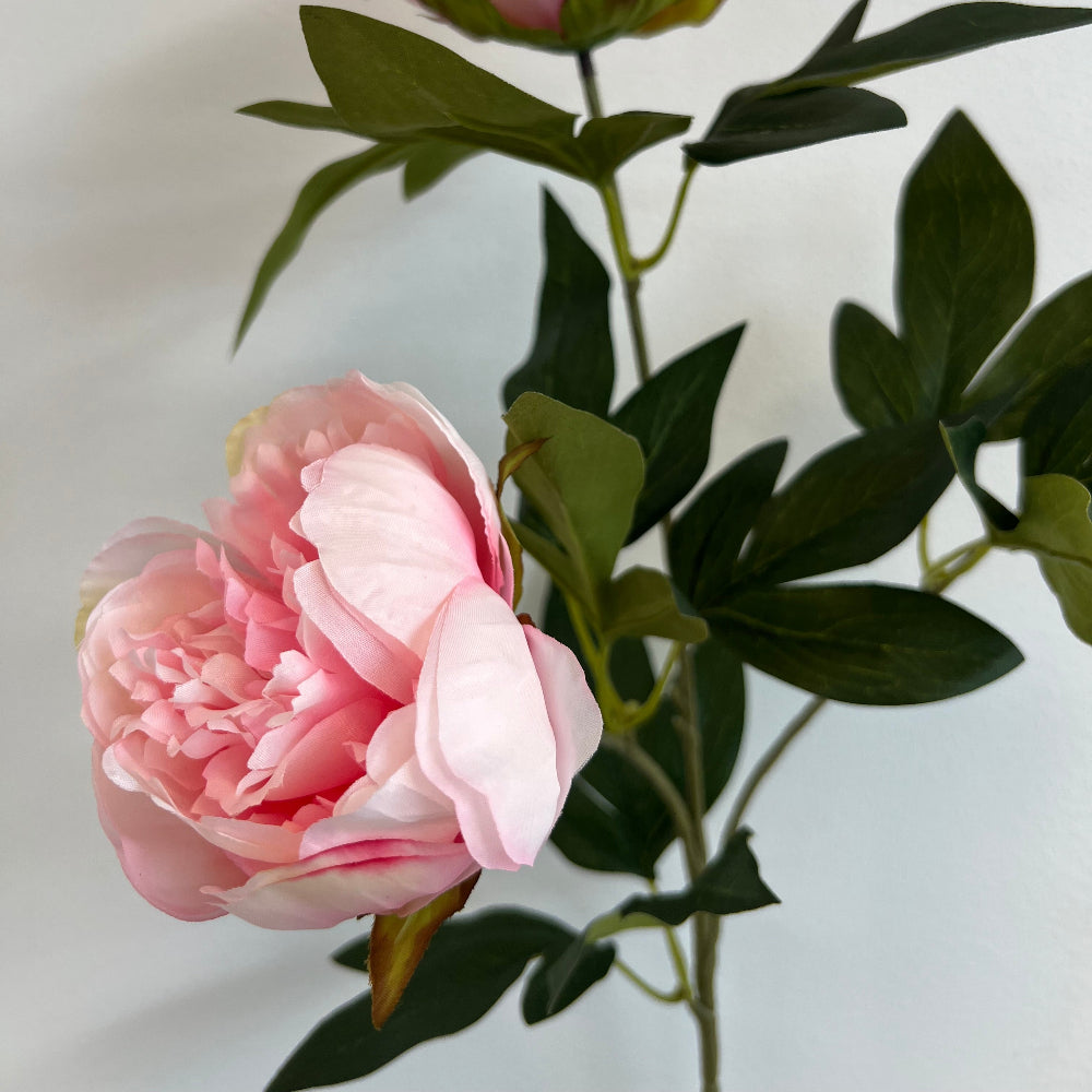 Pæon - rosa