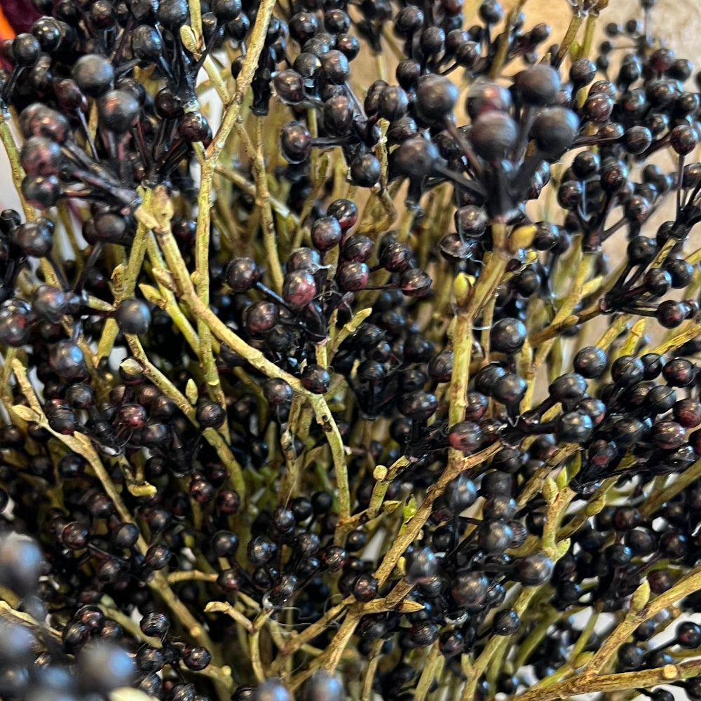 Viburnum sort - bundt m/ 3 stilke