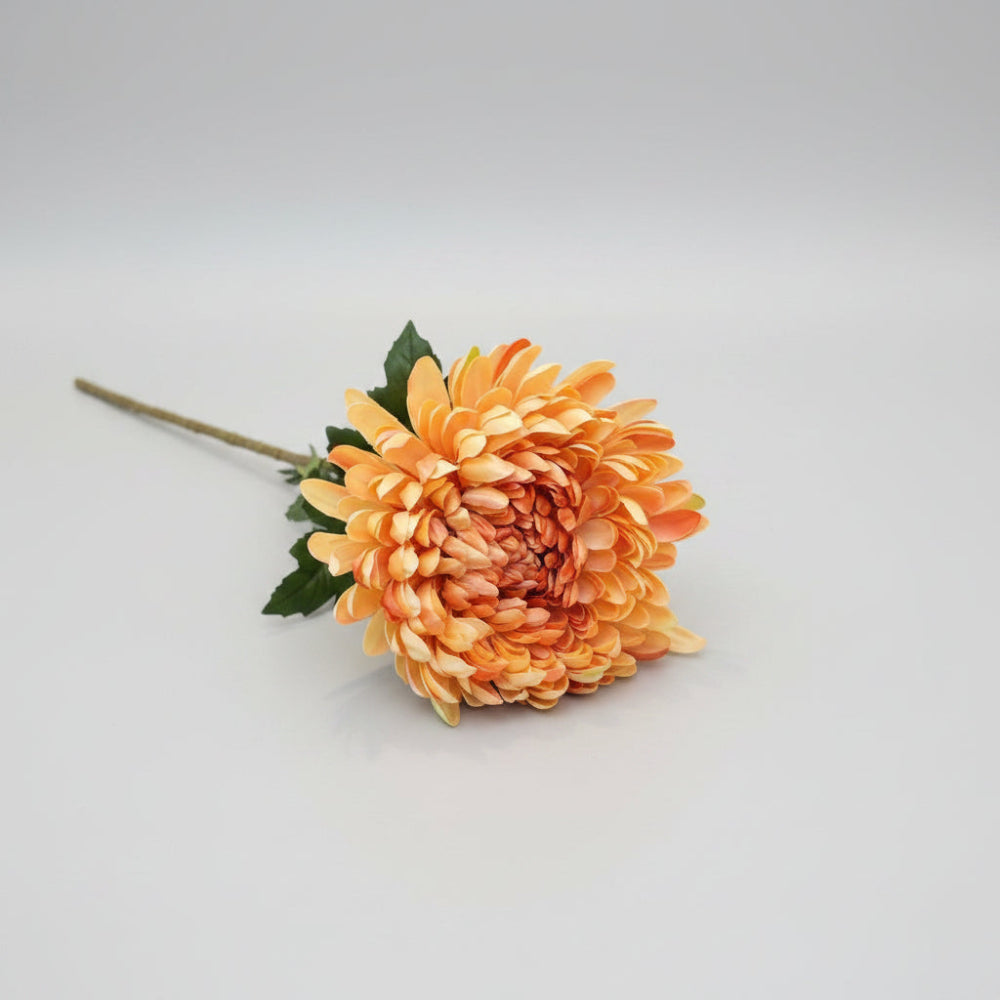 Chrysanthemum - brændt sand