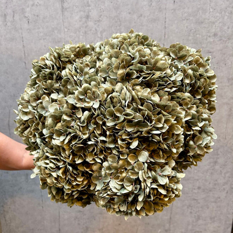 Hortensia - grøn