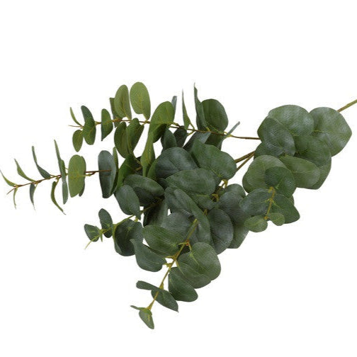 Eucalyptus