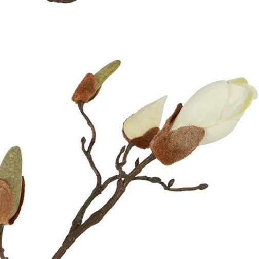 Stor hvid magnoliaknop på mørk gren
