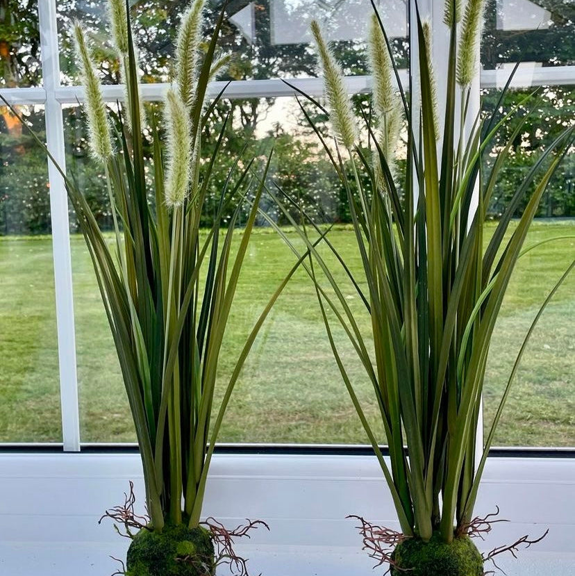 Miscanthus græs 63 cm