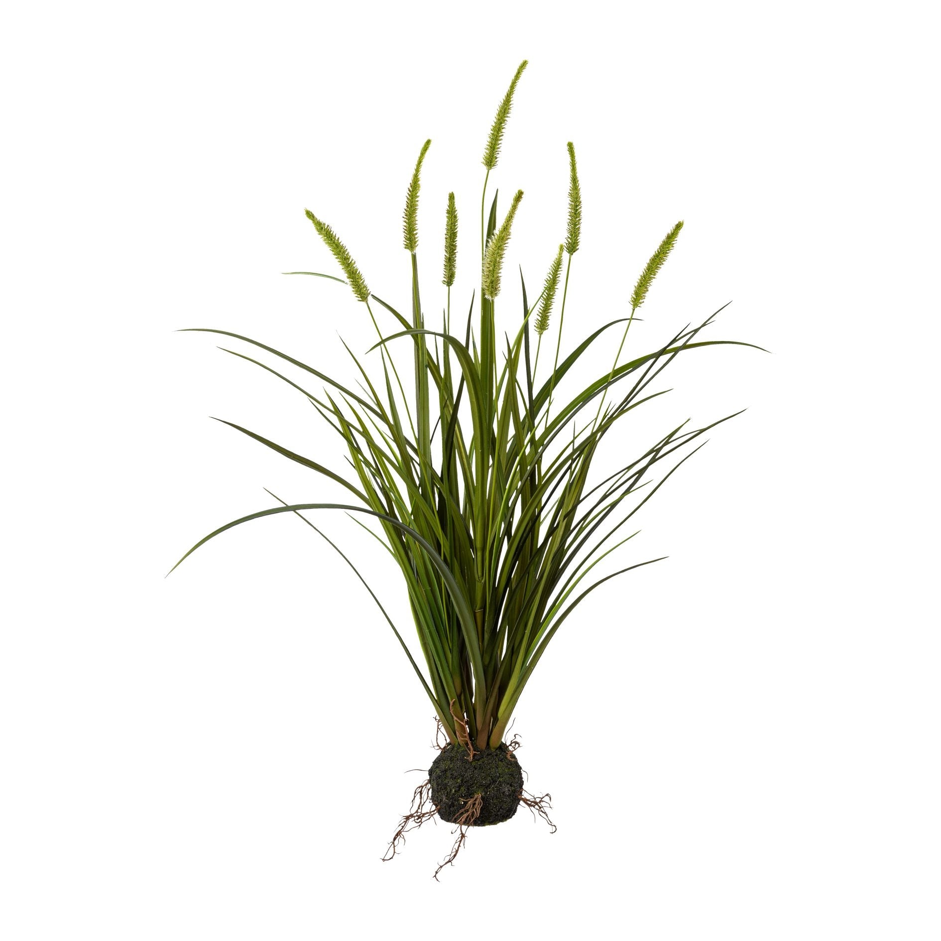 Miscanthus græs 63 cm