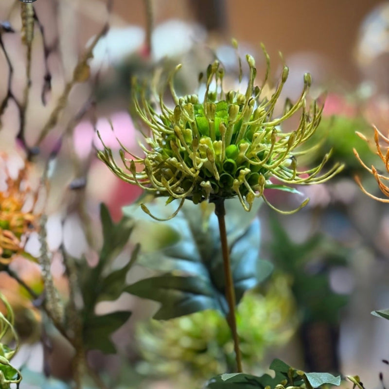 Nærbillede af proteagrenens grønne blomsterknopper