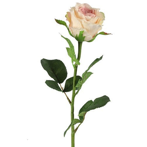 Rose - rosa/creme