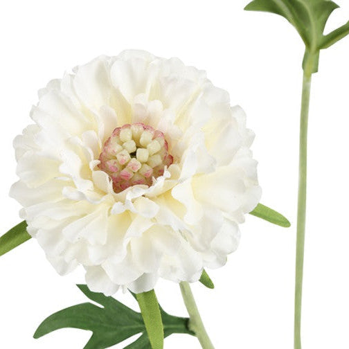 Scabiosa gren - hvid