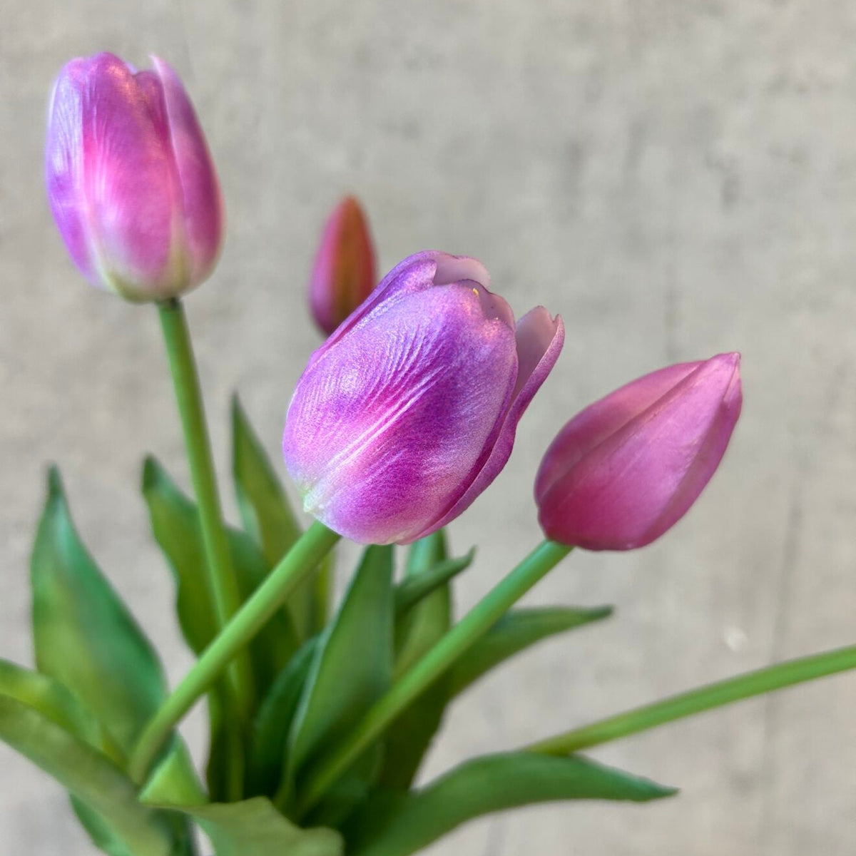 Nærbillede af tulipan med hvid bund og lilla spids på kronbladene