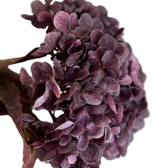 Nærbillede af den lilla hortensias små blomster