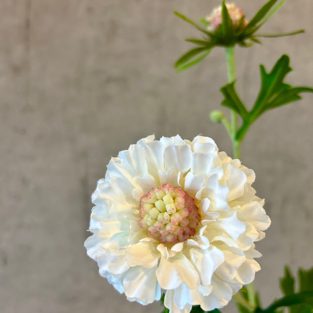 Nærbillede af en hvid skabioseblomst